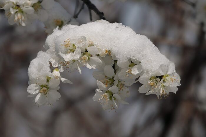 albicocco fiori neve primavera