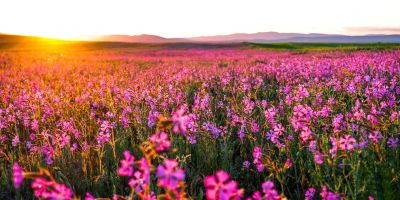 Nient'altro che fiori