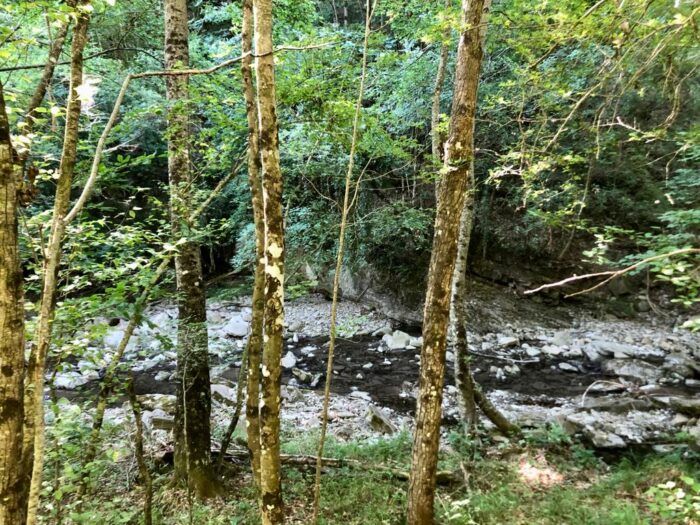 Bosco del Corniolino