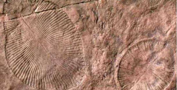 fossili