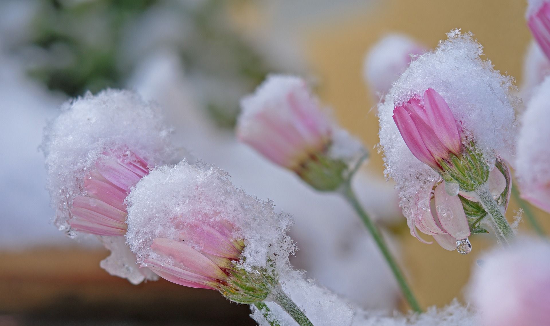 grande neve pasqua presto mattina