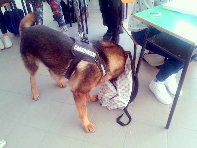 cane-antidroga-a-scuola
