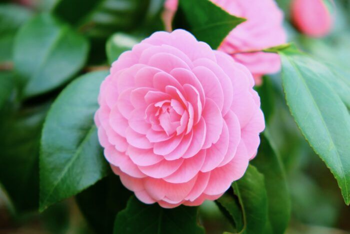 camellia giardino primavera