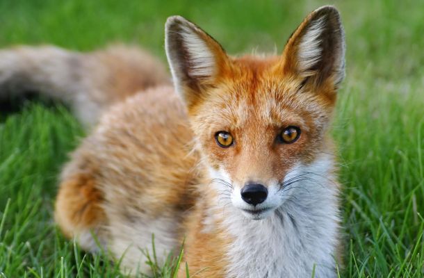 le storie di costanza. alla caccia della volpe verde. la villa