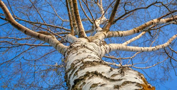 betulla albero