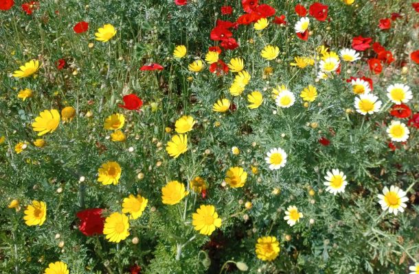 tabucchiana viaggiando con la letteratura