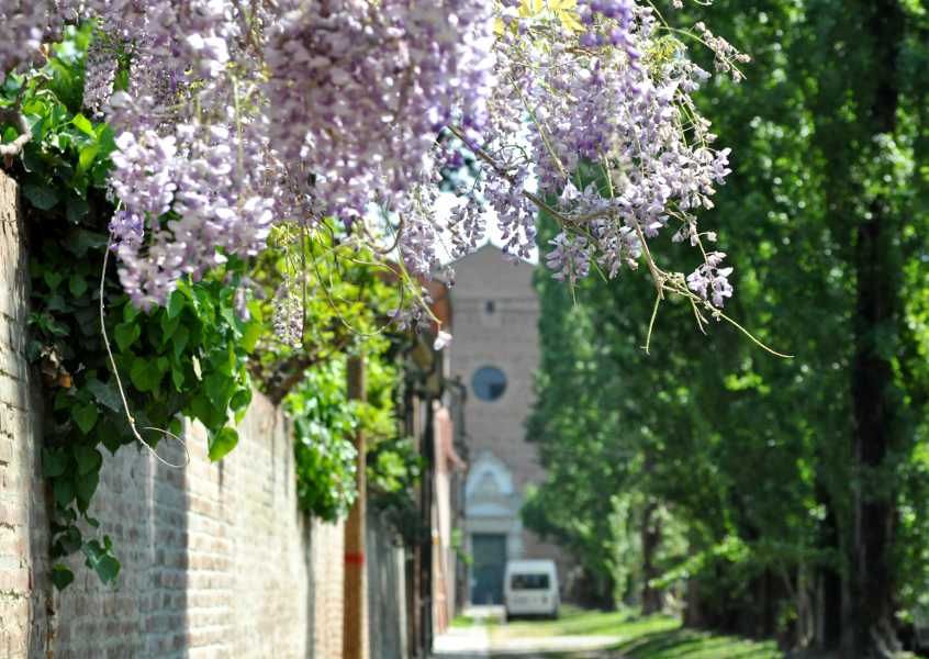 glicine-san-cristoforo