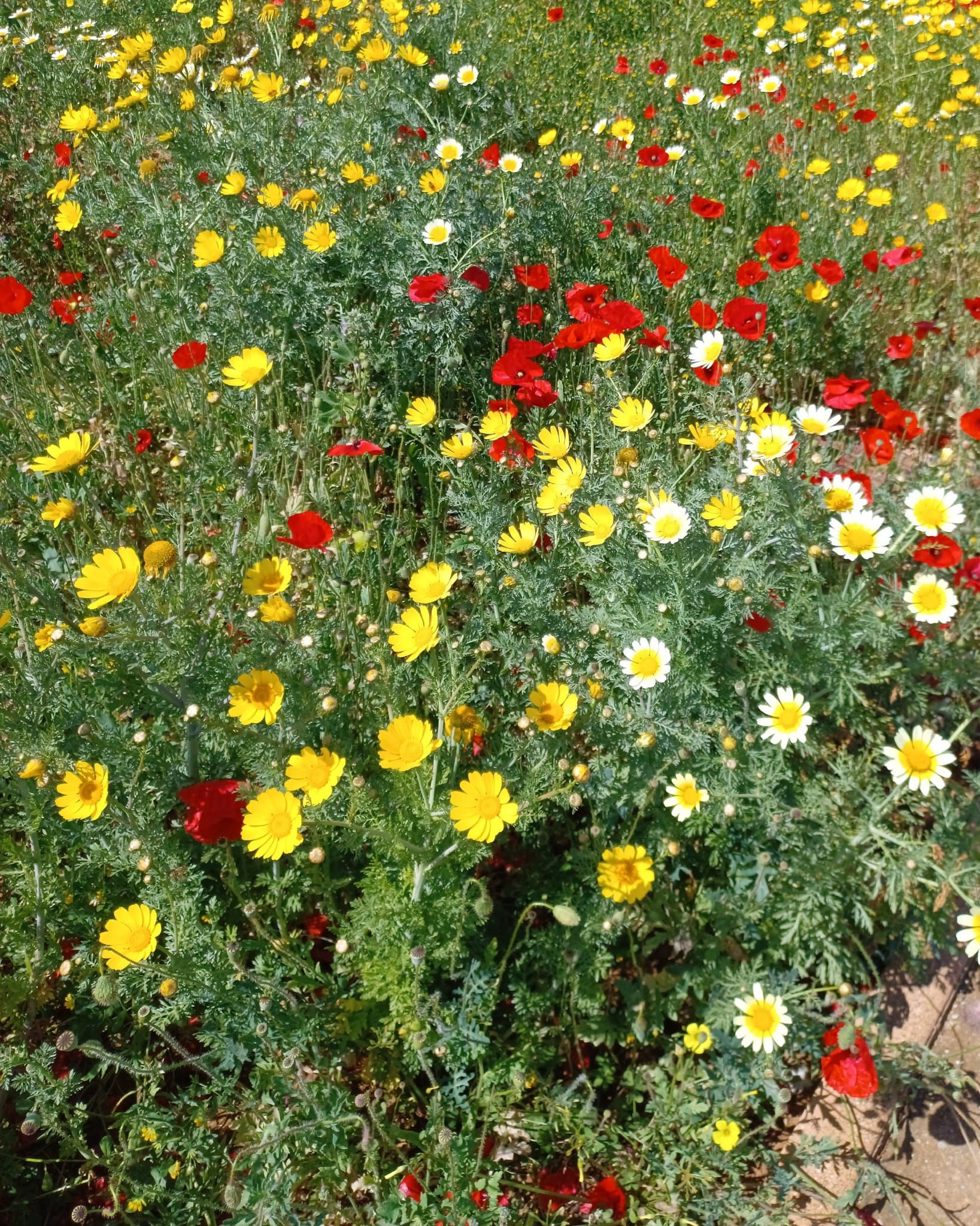 tabucchiana viaggiando con la letteratura