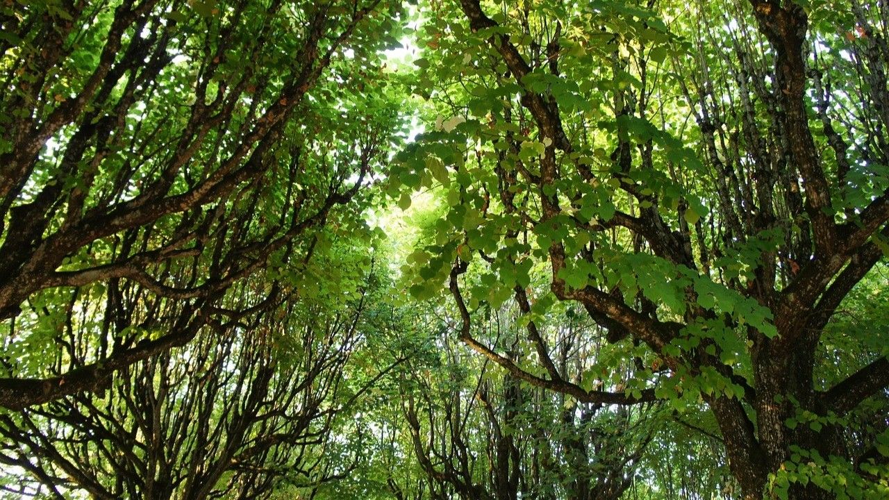 La regola 3-30-300: per città più verdi e più vivibili