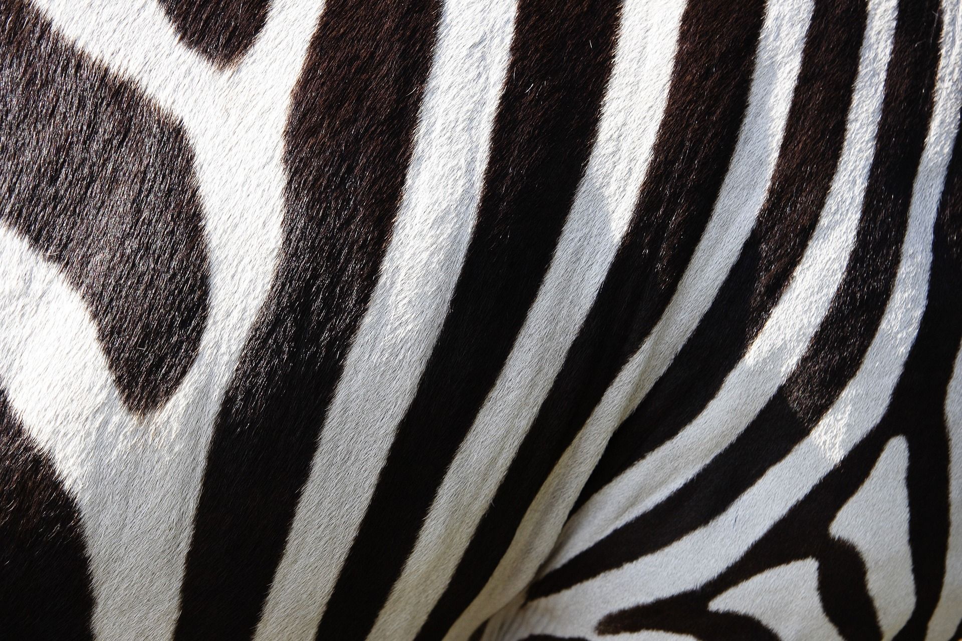 Zebra. Sogni da realizzare