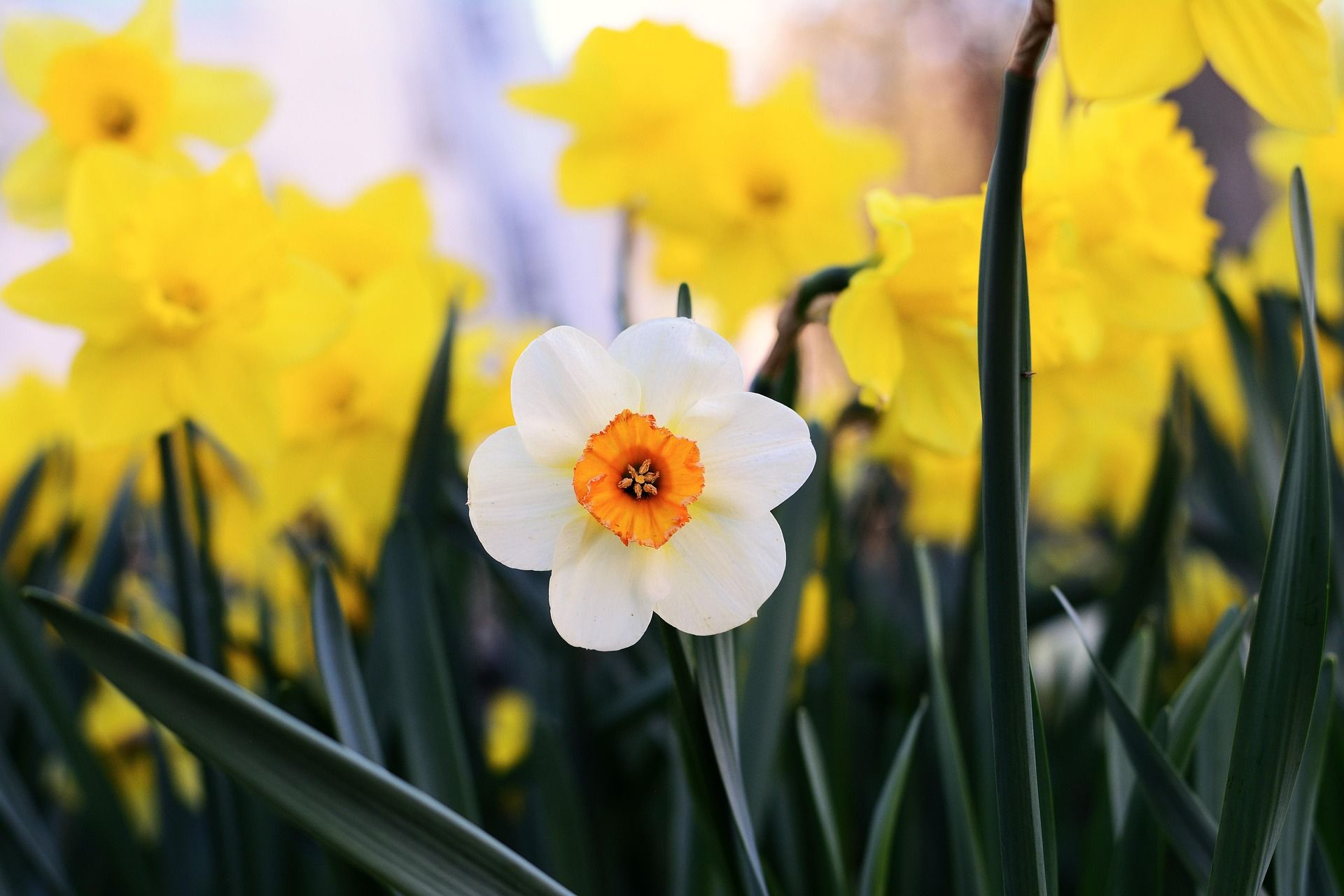 Presto di mattina. A che cosa serve la letteratura