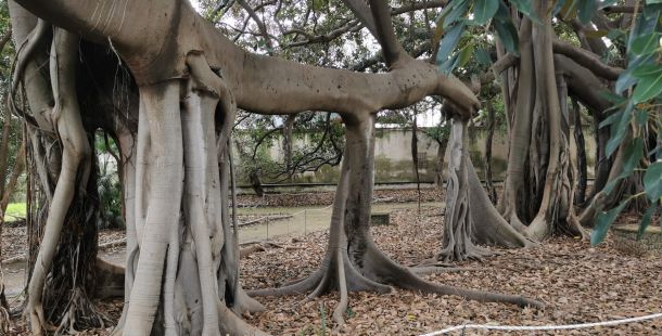 orto botanico