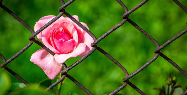 vite di carta almarina un nome di ragazza nel romanzo divaleria parrella