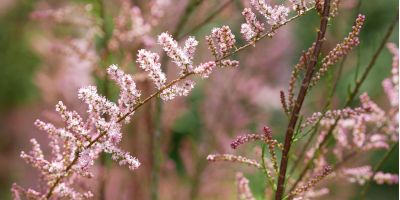 presto di mattina fiore senza difesa