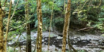 Bosco del Corniolino