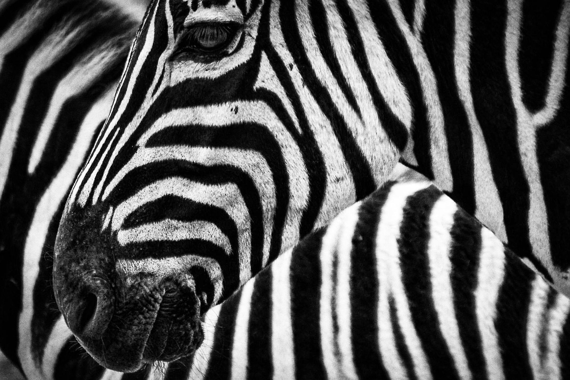 zebra. ridere fa bene
