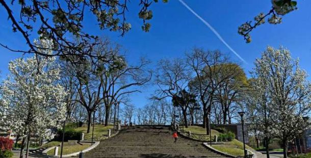 prospettiva-fiore-fioritura-primavera-ferrara-corso-giovecca-anna-maria-mantovan