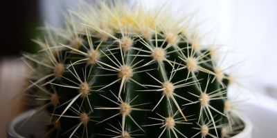 le storie di costanza alla caccia della volpe verde il dui