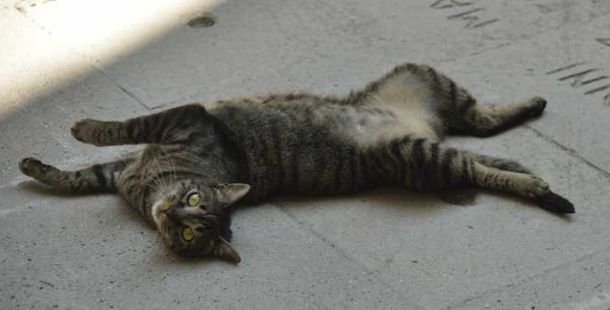 gatta-gattina-ritrovata-riccardo-bonfatti