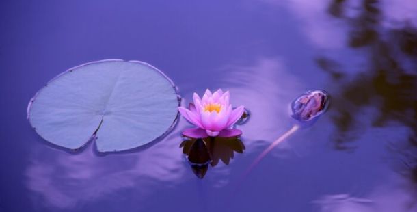 lotus