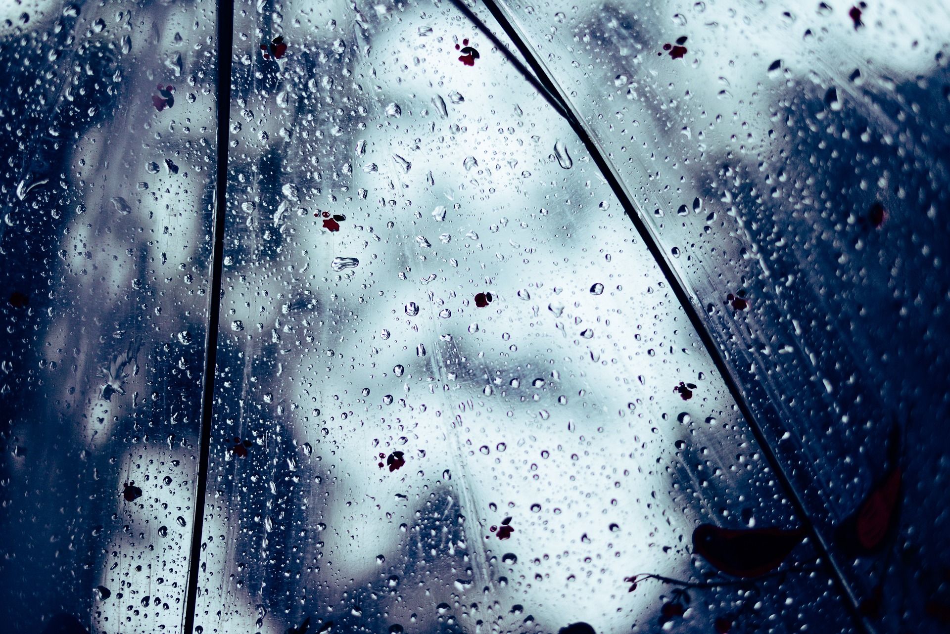 Il libro della pioggia Martino Gozzi