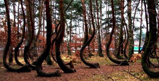 legno-storto