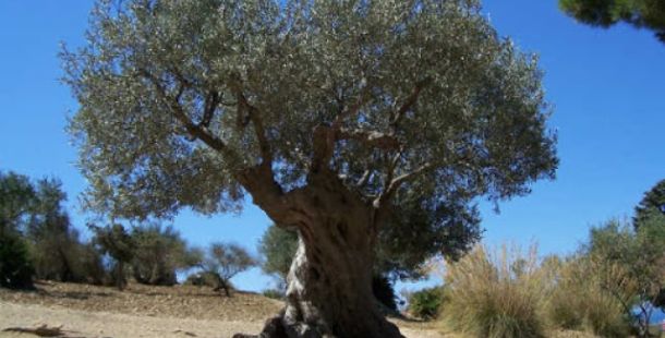 Istantanee dalla Palestina di oggi e un' elegia per i bambini ebrei e palestinesi di domani