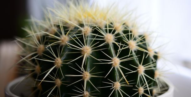 le storie di costanza alla caccia della volpe verde il dui