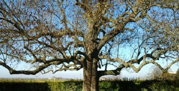 albero-alberi-monumentale-monumentali-frassino-poggiorenatico-ferrara