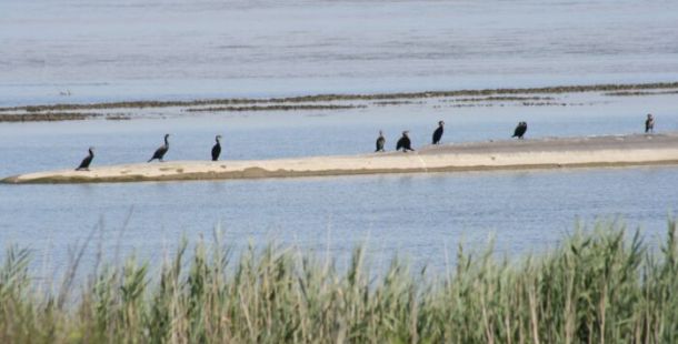 Gruppo_di_cormorani_delta del po