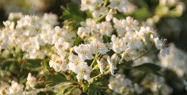 parole a capo. Paola Di Toro maternità e altre poesie