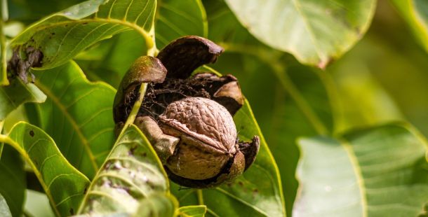 presto di mattina. l'albero di matteo