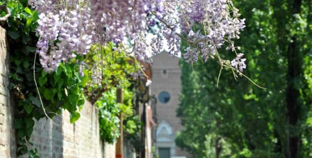 glicine-san-cristoforo