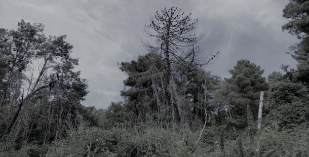 albero morto