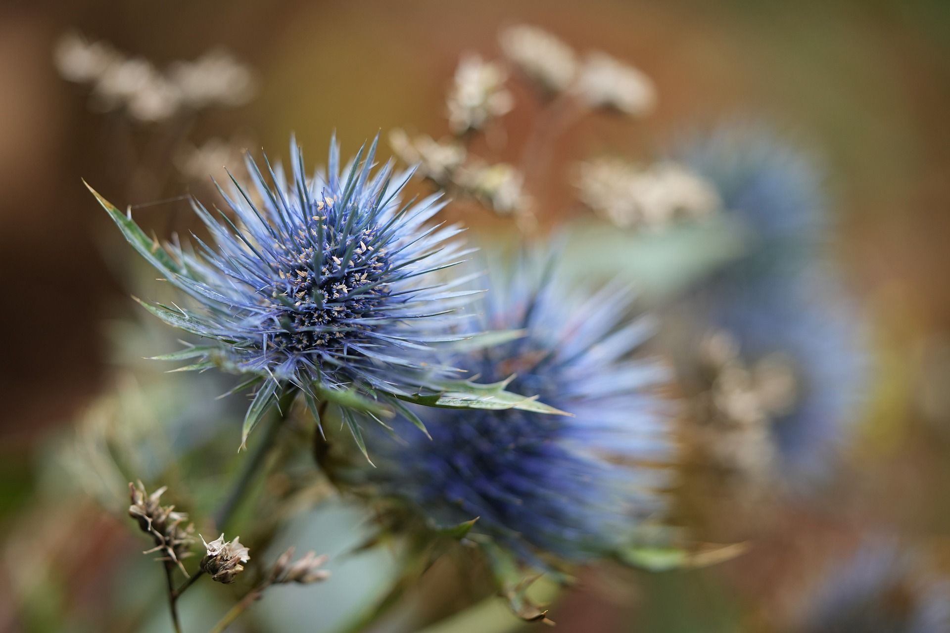 presto di mattina pellegrini d'avvento