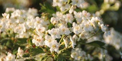 parole a capo. Paola Di Toro maternità e altre poesie