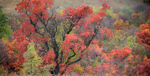 presto di mattina l'albero delle nebbie