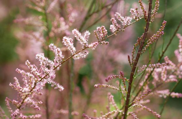 presto di mattina fiore senza difesa