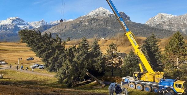 albero abete tagliato