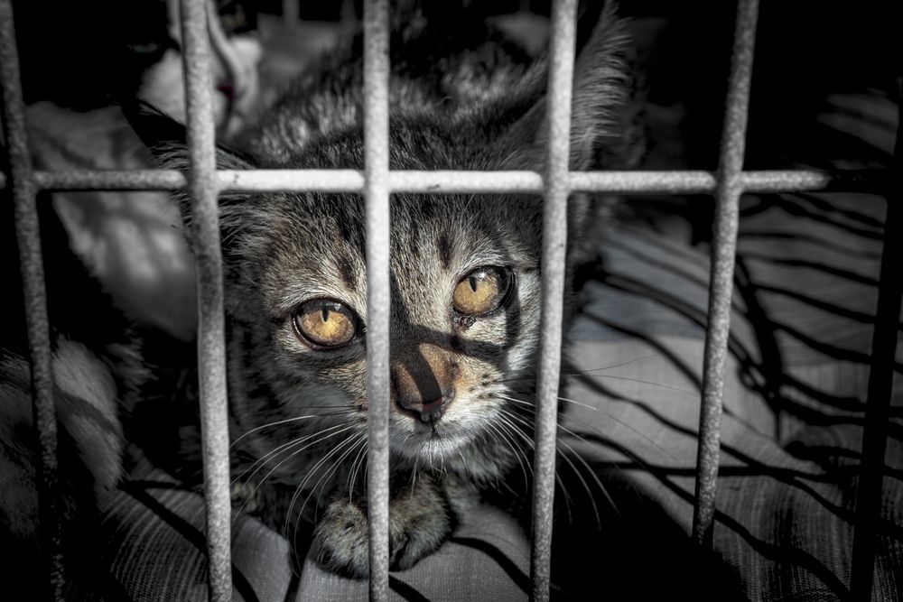 Federica Nin: “La Zona Grigia” e sporca della sperimentazione animale