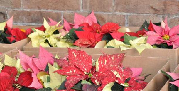 stelle-natale