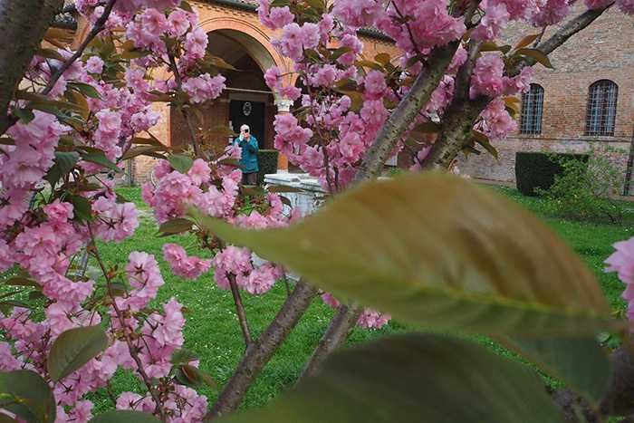 ciliegio-fiore-sant-antonio-polesine-monastero-ferrara