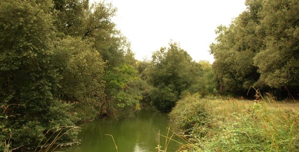 sagra-tartufo-bondeno