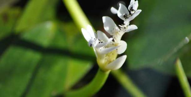 fiore
