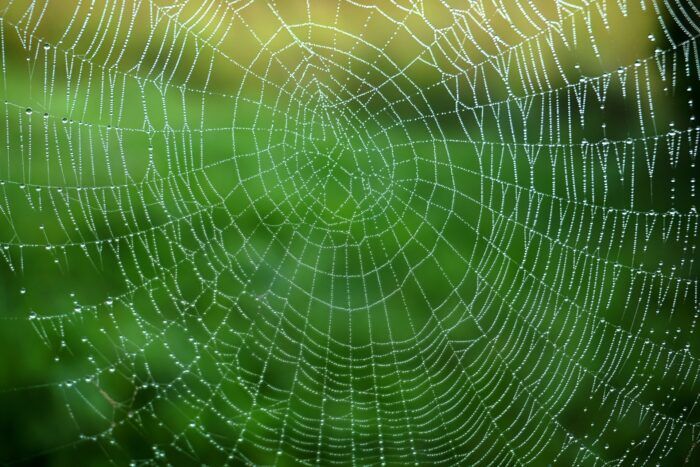 ragnatela rugiada mattino attesa