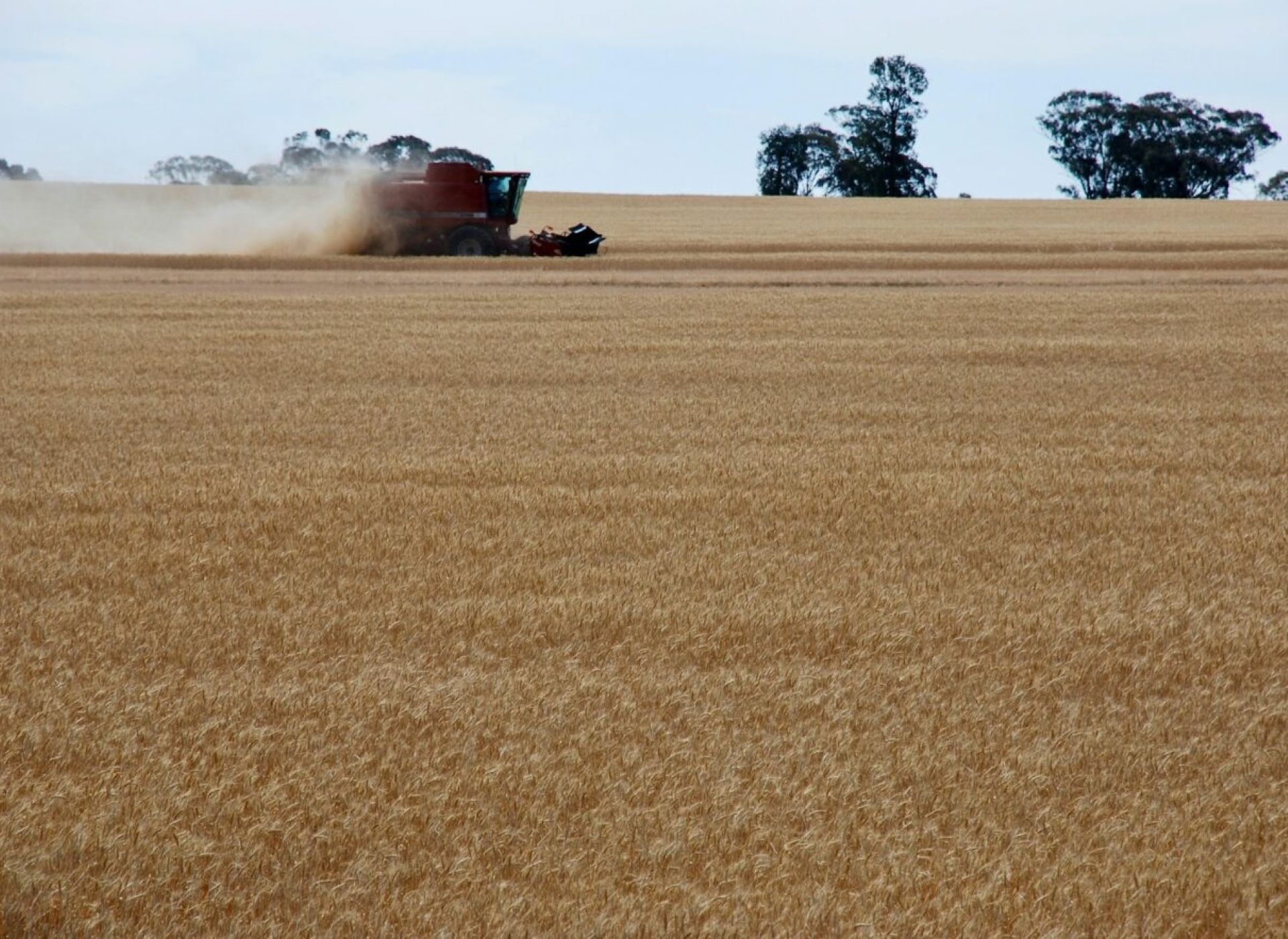 Trent’anni di Ogm: promesse incompiute e inquinamento