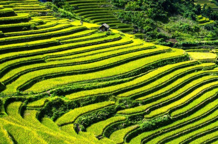 vietnam agricoltura verde