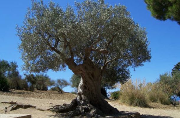 Istantanee dalla Palestina di oggi e un' elegia per i bambini ebrei e palestinesi di domani