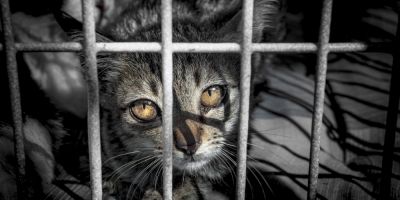 Federica Nin: “La Zona Grigia” e sporca della sperimentazione animale