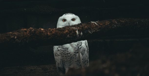 Per certi Versi / Cardine